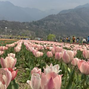 tulipan